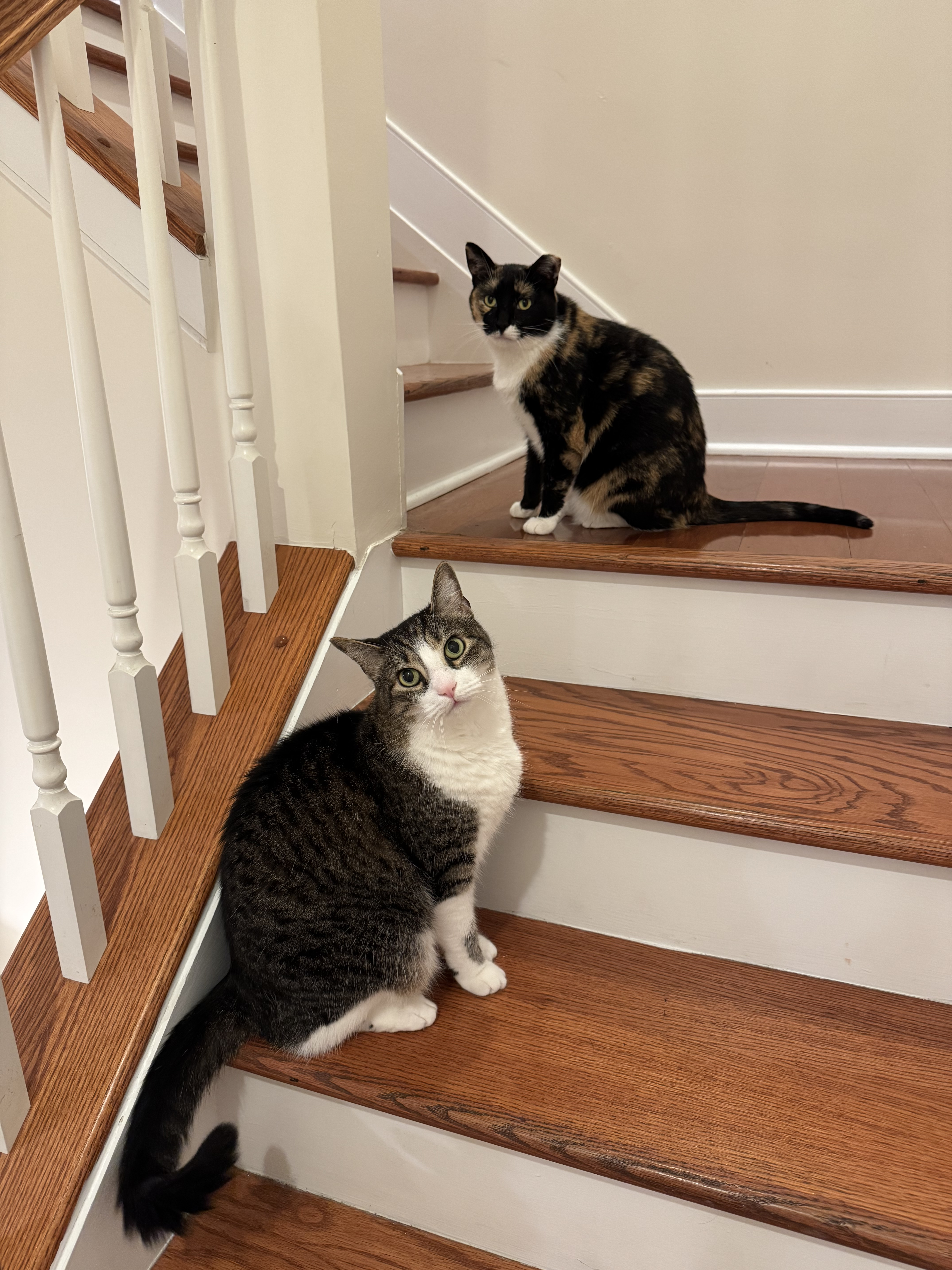 The Cats MarleyAndCallie